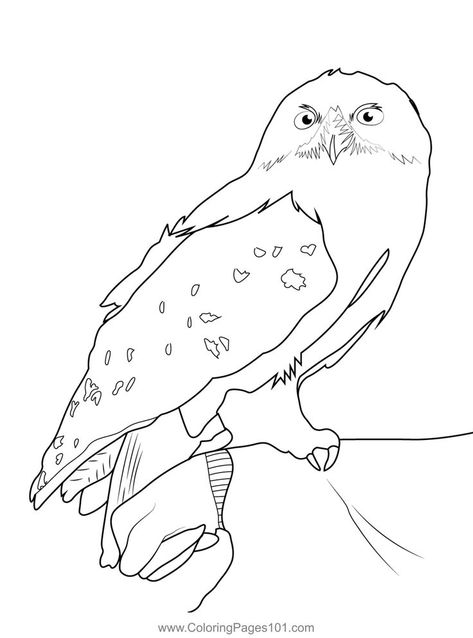 Hedwig Harry Potter Coloring Page Hedwig Coloring Page, Lilly Grace, The Colour Of Magic, Harry Potter Coloring Pages, World Wonders, Harry Potter Colors, Stitch Coloring Pages, Harry Potter Printables, Harry Potter Hedwig