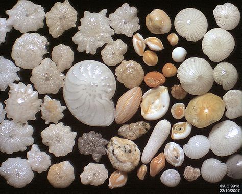 AN INTRODUCTION TO FORAMINIFERA | Letters from Gondwana. Sand Under Microscope, Microscope Activity, Natural Inspiration, Grain Of Sand, Rocks And Minerals, Sea Life, Natural World, Geology, Assemblage