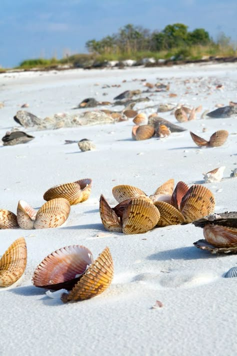 Barrier island with untouched, splendid nature – simply natural paradise with nice sandy beach scattered with shells and shark teeth. Caladesi Island, Caladesi Island State Park, Cockle Shells, Dunedin Florida, Honeymoon Island, Florida State Parks, Summer Living, Florida Living, Sanibel Island