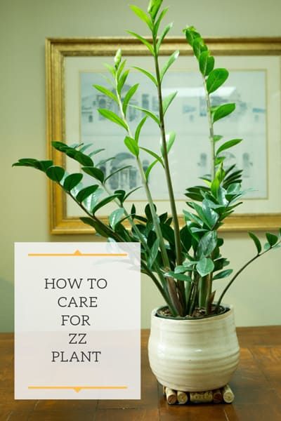 Houseplant Propagation, Zz Plant Care, Indoor Plant Care Guide, Easy Houseplants, Propagation Tips, Houseplant Tips, Zz Plants, Plant Obsession, Zamioculcas Zamiifolia