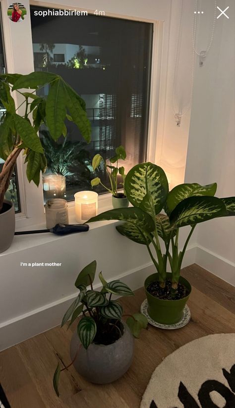 Lots Of Plants Aesthetic, Home Aesthetic Plants, Big Pot Plants Indoor, House Plants For Bedroom, Shelf Of Plants, Room Inspo Plants Minimalist, Minimalist Apartment With Plants, Minimalist Living Room Plants, Plants In Apartment Aesthetic