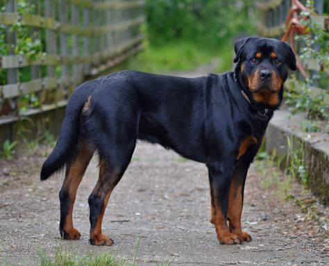 Rotties, as they are known to their fans, can be sweet and playful with their families, and are very protective of them. Best Guard Dog Breeds, Rottweiler Temperament, Rottweiler Dog Breed, Welsh Corgi Pembroke, Guard Dog Breeds, German Dog Breeds, Smartest Dog Breeds, Best Guard Dogs, Rottweiler Lovers