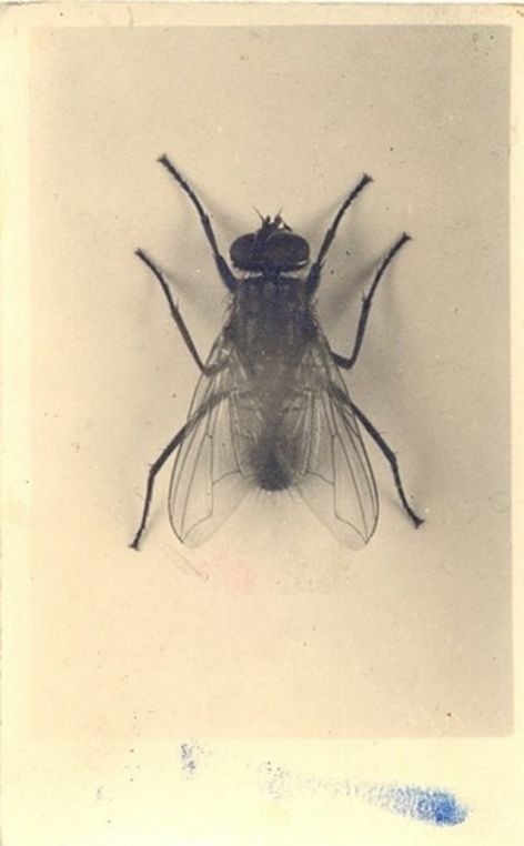 The Binding Of Isaac, Black Fly, Dog Breath, Fly On The Wall, Beautiful Bugs, Insect Art, Botanical Illustration, Natural History, Amazing Photography