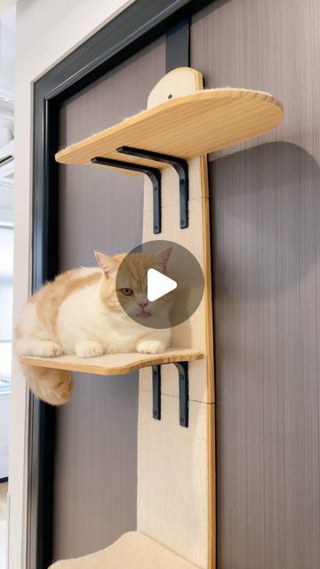 Vertical Playground, Cat Playground, Cat Ideas, Spring Fun, Cat Care Tips, Cat Garden, Space Saving Furniture, Cat Diy, Cat Tree