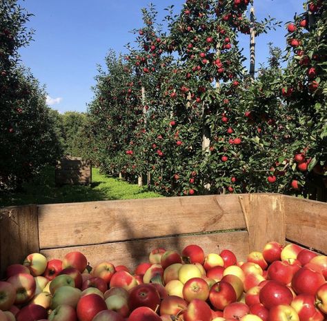 Fruit Orchard Aesthetic, Apple Farm Aesthetic, Fall Apple Picking Aesthetic, Vermont Trip, Tis Autumn, Extraordinary Machine, Apple Garden, Pear Butter, Cider Mill