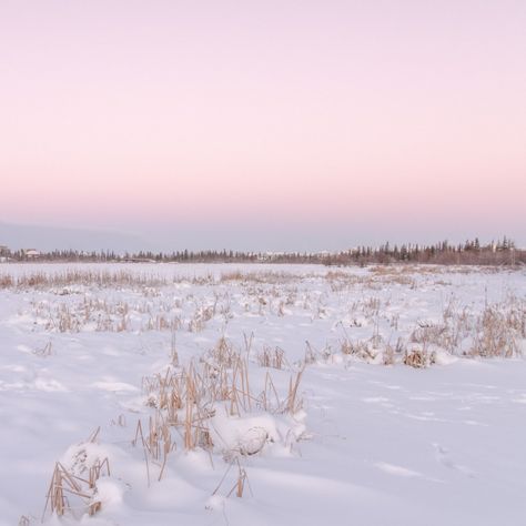 Pillars Of Eternity, Snowy Field, Northwest Territories, Snowy Day, Winter Aesthetic, Environment Concept Art, Farmhouse Christmas, North West, Winter Wonderland