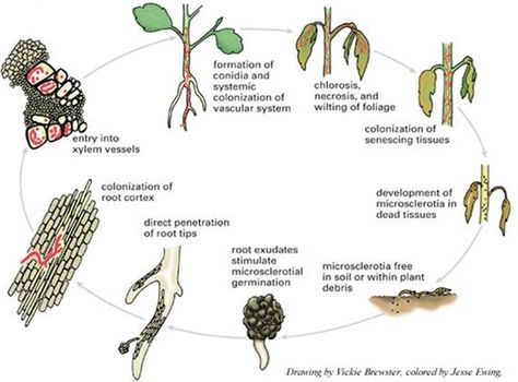 Fusarium Wilt (Life Cycle) Verticillium Wilt, Biology Plants, Plant Pathology, Plant Pests, Herb Gardening, Plant Diseases, Strawberry Plants, Plant Health, Public Education