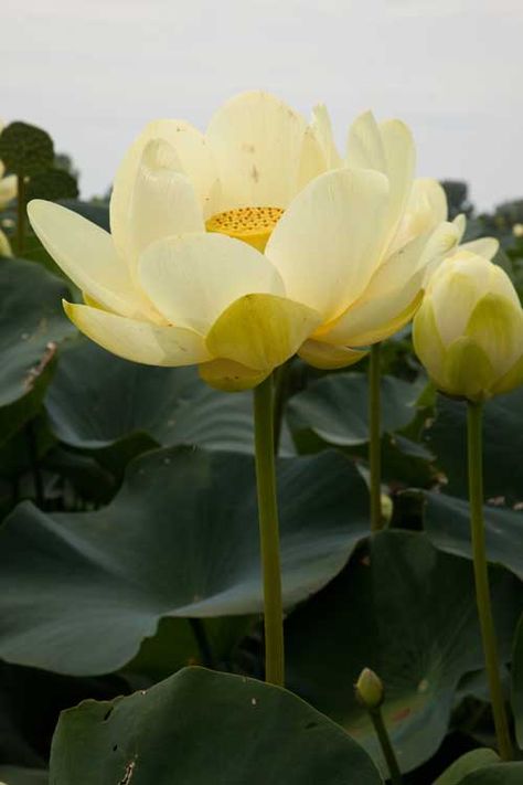 American lotus (nelumbo lutea) was a main food source for Native Americans: while the root, shoots, flowers and young seeds are edible, it was the root the Indians counted on to get them through the winter, they are said to taste best in Autumn American Lotus Flower, American Lotus, Michigan Flowers, Ganesha Sculpture, Dry Lake Bed, Native American Food, Frog Pond, Main Food, Getting Wet