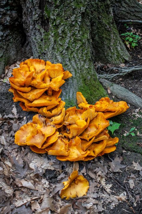 The Jack O'Lantern Mushroom Jack O Lantern Mushroom, Mushroom Photography, Mushroom Identification, Poisonous Mushrooms, Mushroom Hunting, The Jack, Late Summer, Jack O, Permaculture