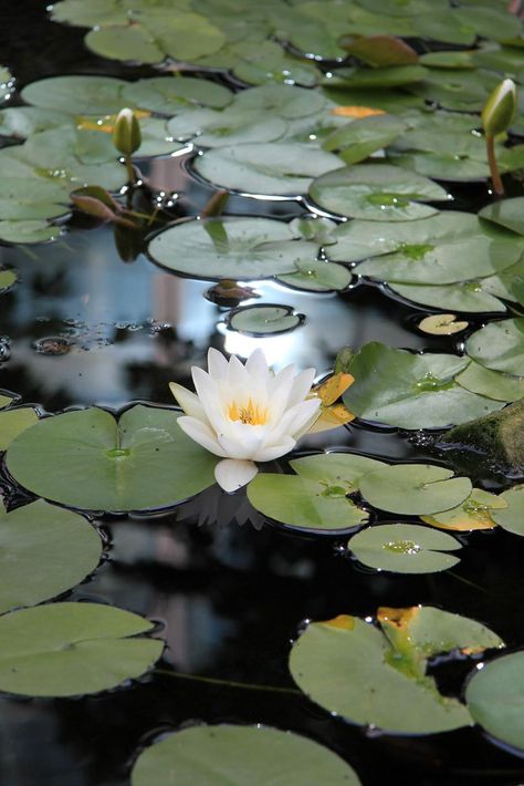 All sizes | London 11-08-2012 | Flickr - Photo Sharing! Waterlily Aesthetic, Lily Aesthetic, Lily Lotus, Water Lilly, Lily Pond, Simple Acrylic Paintings, A Pond, Art Painting Acrylic, Water Lily