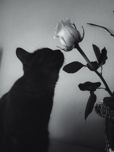 Black Cat Profile Picture Aesthetic, Black And White Inspo Pics, Black White Cat Aesthetic, Cat Black And White Aesthetic, Cat Wallpaper Black And White, Dark Core Pfp, Black Cat Aesthetic Dark, Black And White Halloween Aesthetic, Cat Dark Aesthetic