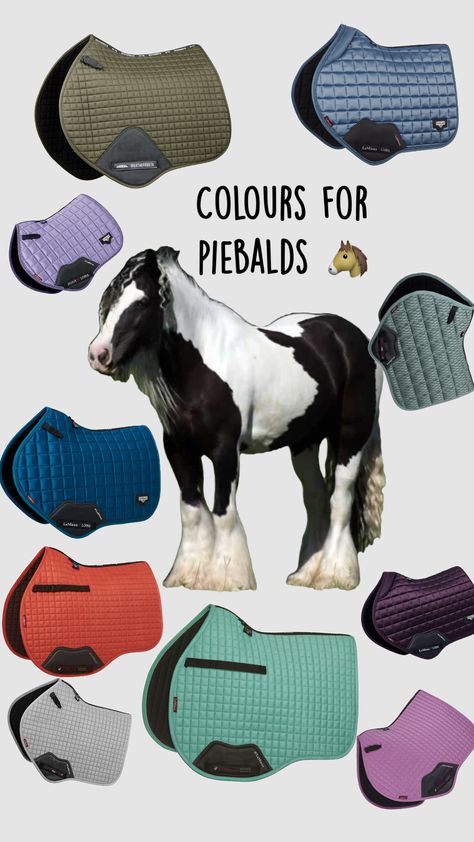 #myfirstshuffle Black Horse Tack Colors, Bits For Horses, Riding Outfits, English Tack, Horse Riding Outfit, Riding Clothes, Horse Riding Clothes, Horse Life, Black Horse