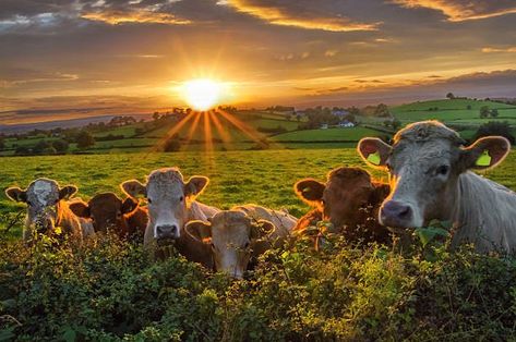 Cow Photography, Northern Irish, Beef Cattle, Cattle Farming, Family Farm, Country Life, Hedges, How To Raise Money, Agriculture