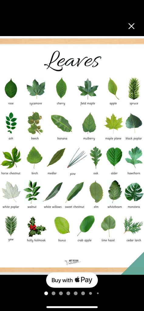 Elm Leaf, Tree Id, Sweet Chestnut, Leaf Images, Chestnut Horse, Crab Apple, Leaf Shapes, Chestnut, Walnut