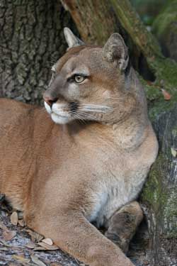 Why is the FWC Giving up on the Florida Panther? | Big Cat Rescue Mountain Lion Photography, Urban Wildlife, Big Cats Photography, Florida Panther, Big Cat Rescue, Panther Art, Lion Photography, Cat Species, Tiger Painting