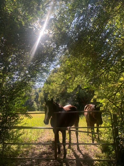 Farm Australia Country Life, Horse Farm Aesthetic, Australian Countryside, Manifestation 2024, Nature Australia, Travel To Australia, Australian Country, Countryside Living, Country Aesthetic