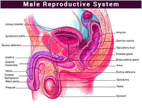 Biology Lesson Plans, Male Reproductive System, Biology Diagrams, Cell Diagram, Human Heart Anatomy, Human Body Organs, Basic Anatomy And Physiology, Human Body Anatomy, Human Body Parts