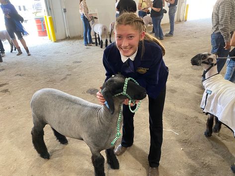 #idaho #lamb #sheep #showlife #fair #western #country #ffa Showing Livestock, Ffa, Cute Sheep, Sheep, Goats, Animals