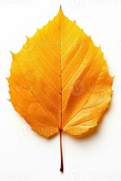 Kseniia Chunaeva Autumn Leaf Aesthetic, Yellow Autumn, Yellow Leaf, Glass Inspiration, Autumn Leaf, Yellow Leaves, Wool Applique, Icon Set Vector, Naturally Beautiful