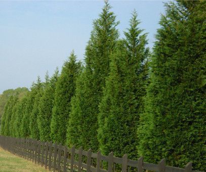 Evergreen Landscape Front Yard, Leyland Cypress Trees, Evergreen Landscape, Leyland Cypress, Privacy Hedge, Privacy Trees, Privacy Plants, Privacy Landscaping, Backyard Privacy