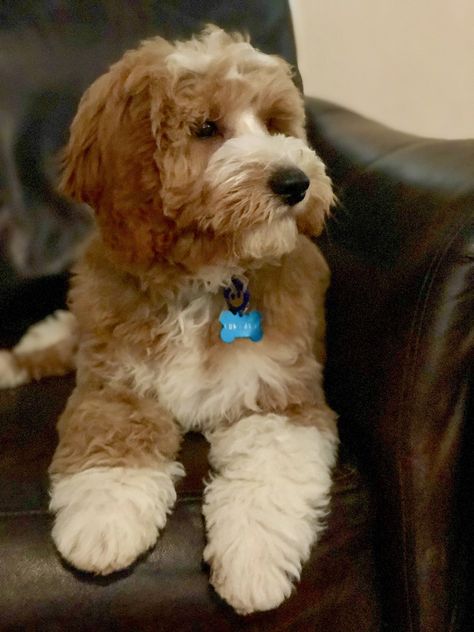 Red and white Goldendoodle, Tuxedo Goldendoodle puppy, Candy Doodles Kingsley.  Candydoodles-Goldendoodles.com Tuxedo Goldendoodle, Teddy Doodle, Candy Doodles, Goldendoodle Full Grown, White Goldendoodle, Doodle Haircuts, Mini Goldendoodles, Dog Goals, Irish Doodle