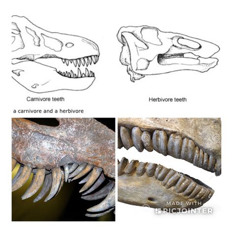 Dinosaur Teeth Comparison: meat eating vs plant eating Carnivore Vs Herbivore Dinosaurs, Meat Eater Vs Plant Eater Dinosaurs, Dinosaur Teeth Activity, Carnivore Teeth, Preschool Dinosaurs, Carnivores Herbivores Omnivores, Fossils Activities, Dinosaur Activities Preschool, Teeth Drawing