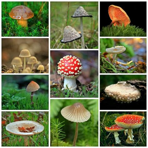 Mushroom Identification, Chicken Of The Woods, Mushroom Varieties, Poisonous Mushrooms, Mushroom Poster, Superfood Supplements, Edible Mushrooms, Forest Plants, Wild Food