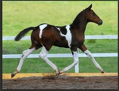 Paint Horse Foal, Weanling Horse, Warmblood Stallion, Horse Foal, Dutch Warmblood, Horse Markings, Horse Coat Colors, American Paint Horse, Pinto Horse