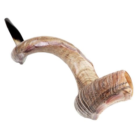 Yemenite Natural Kudu Horn Shofar with Jagged Decoration by Barsheshet – Ribak Kudu Horns, Horn Instruments, Antelope Horns, Brown Shades, Golden Age, Clear Acrylic, Horn, Light Brown, Dark Brown