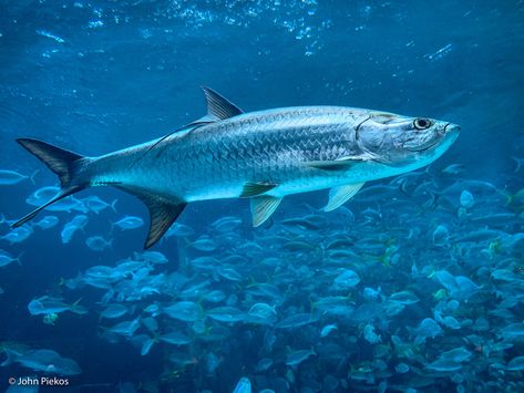 Fish Moodboard, Tarpon Fish, Mullet Fish, Atlantis Resort, Tarpon Fishing, Fish Underwater, Dreamy Ocean, Key West Vacations, Offshore Fishing