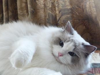 Blue Bicolor Ragdoll Cat Grey Ragdoll Cat, Blue Bicolor Ragdoll, Bicolor Ragdoll, White Ragdoll Cat, Beautiful Kittens, Ragdoll Cats, Cat Talk, Ragdoll Kitten, Gorgeous Cats