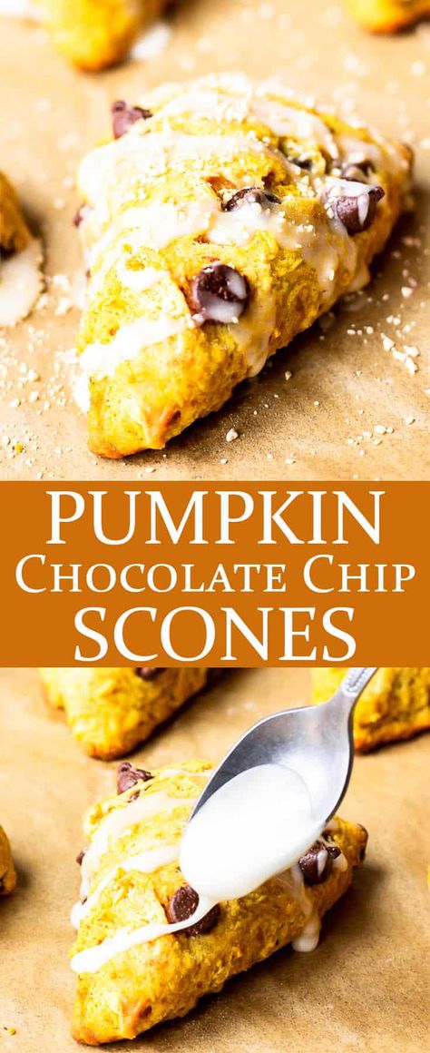 This easy Pumpkin Chocolate Chip Scones recipe is loaded with an amazing combination of real pumpkin puree, warm spices, and sweet chocolate chips. These scones are the perfect fall breakfast or afternoon dessert, especially alongside a hot cup of coffee or tea. | #scones #pumpkinscones #pumpkinchocolatechipscones #chocolatechipscones #breakfast #fallfood #autumnfood Pumpkin Chocolate Chip Scones Recipe, Chocolate Chip Scones Recipe, Pumpkin Scones Recipe, Chocolate Chip Scones, Savory Pumpkin Recipes, Pumpkin Scones, Pumpkin Chocolate Chip, Pumpkin Chocolate Chips, Pumpkin Flavor