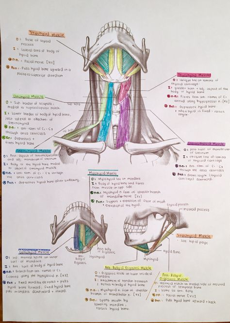 Muscles of the Anterior Triangle of the Neck Dental Hygiene School, Dental Anatomy, Medicine Studies, Basic Anatomy And Physiology, Nurse Study Notes, Medical Student Study, Medical School Motivation, Medicine Student, Medical School Inspiration