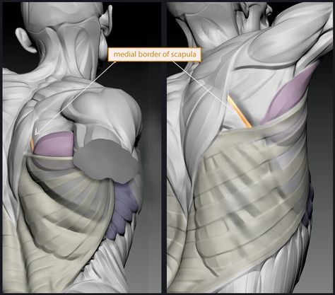 Skeletal Muscle Anatomy, Knee Anatomy, Teres Major, Anatomy For Sculptors, Anatomy Tips, Serratus Anterior, Human Anatomy For Artists, Hand Anatomy, Figure Studies