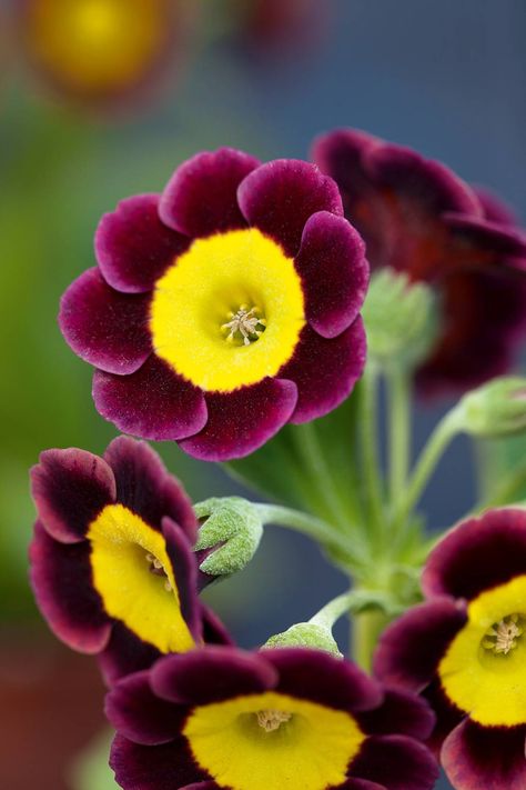 Alpine "Brenda's Choice" Planting Schemes, Primula Auricula, Family Flowers, Macro Flower, Yellow Room, Flower Business, Diy Backyard Landscaping, Delicate Beauty, Chelsea Flower