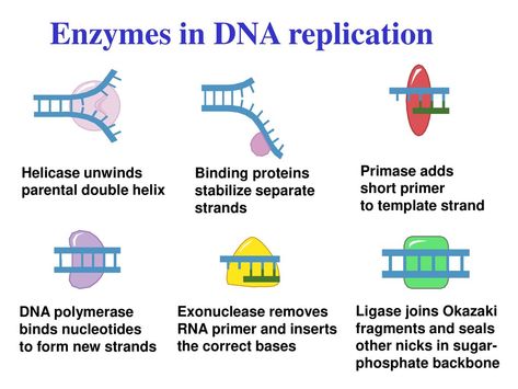 Dna Translation, Dna Transcription, Central Dogma, Dna Polymerase, Rna Polymerase, Learn Biology, Biology Revision, Transcription And Translation, Dna Replication