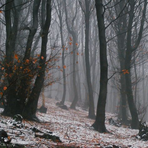 Gloomy Nature, Winter Places, Extraordinary Life, Silent Hill, The Secret History, Winter Forest, Winter Aesthetic, Autumn Aesthetic, Spoken Word