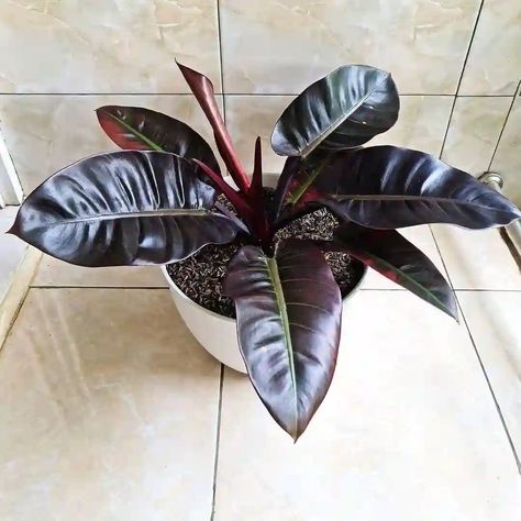 Philodendron Dark Lord Plant, Black Philodendron, Philodendron Black Cardinal, Plant Wishlist, Dark Lord, House Plants, Plants, Red, Black