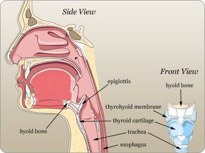 Hyoid Bone, Learning Log, Police Family, Medical Coding, Speech Language Pathology, Anatomy And Physiology, Speech And Language, Anatomy, Career