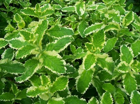 Backyard Patch Herbal Blog: Pineapple Mint - Herb of the week Mint Plant, Mint Herb, Fruit Cage, Growing Mint, Pineapple Mint, Pineapple Planting, Mint Plants, Plant Supplies, Organic Plants