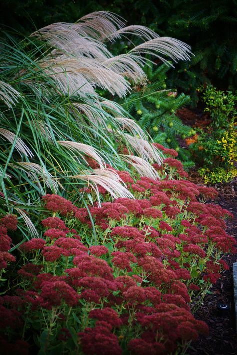 https://flic.kr/p/B6YJLV | Hylotelephium spectabile, Miscanthus sinensis Hylotelephium Spectabile, Miscanthus Sinensis, Planting Ideas, Planting, Plants, Flowers