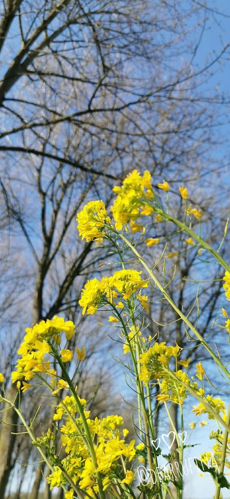 Canola Flower Yizhan, Canola Flower, Beautiful Gardens, South Korea, Plants, Flowers, Quick Saves, Art, Nature