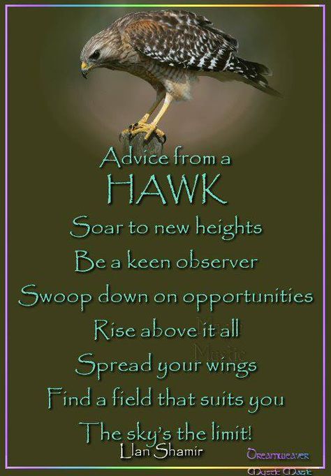 Advice from a HAWK Spirit Animal Quotes, Spirit Animal Meaning, Animal Spirit Guides, Healing Affirmations, Divine Healing, Advice Quotes, Nature Quotes, Spirit Guides, Animal Quotes