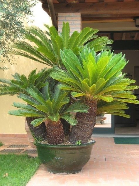 Sago Palm Tree, Palm Trees Garden, Cycas Revoluta, Palm Trees Landscaping, Architectural Plants, Sago Palm, نباتات منزلية, Bonsai Flower, Tropical Gardens