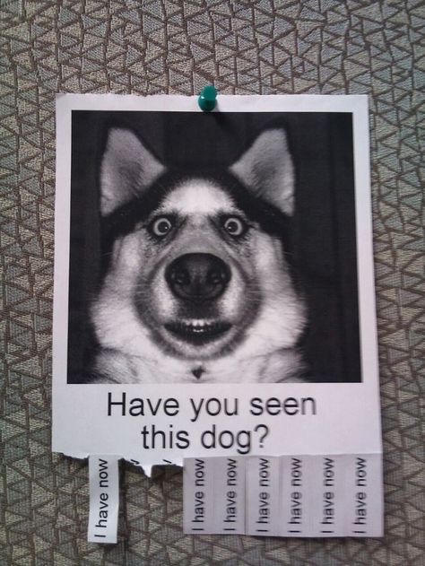 "Have you seen this dog? | 26 [really only 9] Things That Will Turn Your Bad Day Around In An Instant" Funny Animal Photos, Funny Animal Quotes, Pet Signs, Losing A Pet, Charles Spaniel, Animal Quotes, Cavalier King Charles Spaniel, Funny Animal Pictures, Cavalier King Charles