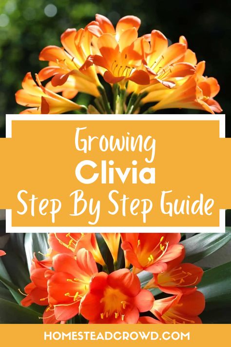 Master the art of growing Clivia at home with this step-by-step guide. Learn the ideal temperature, soil, watering, and fertilizer needs to nurture your Clivia. Ixora Plant Care, Clivias In Pots, Clivia Plant Landscape, How To Grow Clivias From Seeds, How To Mix Soil For Indoor Plants, Clivia Flower Painting, Clivia Plant, Clivia Miniata, Plant Tips