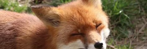 Fox Header Twitter, Fox Banners For Discord, Animal Twitter Header, Fox Banner Discord, Fox Ears Aesthetic, Fox Twitter Header, Orange Discord Banner, Twitter Header Layout, Fox Background