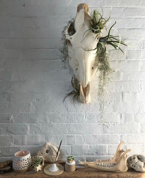 Cow Skull Planter, Diy Animal Skull Decor, Animal Skull Crafts, Cow Bone Crafts, Skull Decorating Ideas, Skull With Plants, Animal Bone Art, Deer Skull Decor, Animal Skull Decor