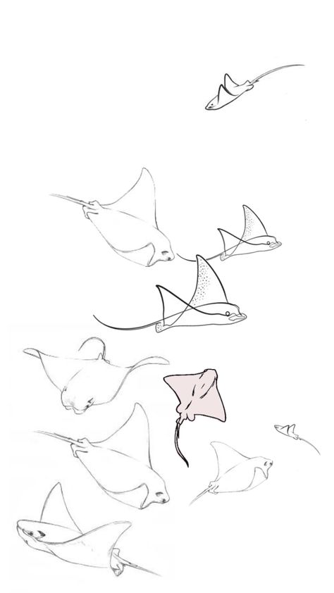 Stingray Tattoo Outline, Dainty Manta Ray Tattoo, Stingray Line Drawing, Sting Rays Drawing, 3 Stingray Tattoo, Mantaray Aesthetic, Stingray Lockscreen, Cute Manta Ray Drawing, Manta Rays Drawing