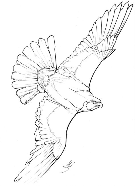 Peregrine Falcon Tattoo, Tattoo Composition, Falcon Drawing, Falcon Tattoo, Falcon Art, Fly Drawing, Sea Drawing, Puppy Coloring Pages, Bird Sketch